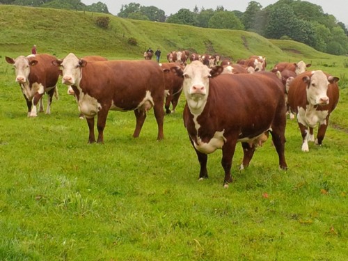 Romany Herefords