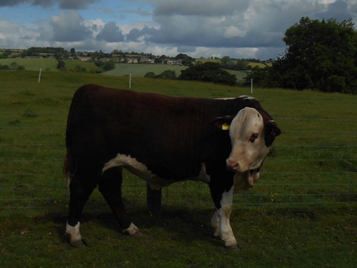 Moralee Herefords