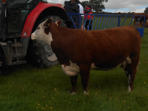 Netherhall Herefords