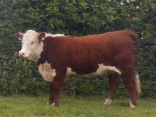 Auckvale Herefords